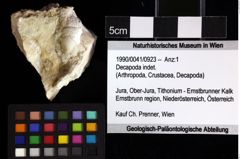 Foto (Objket + Etiketten) von Decapoda indet. 